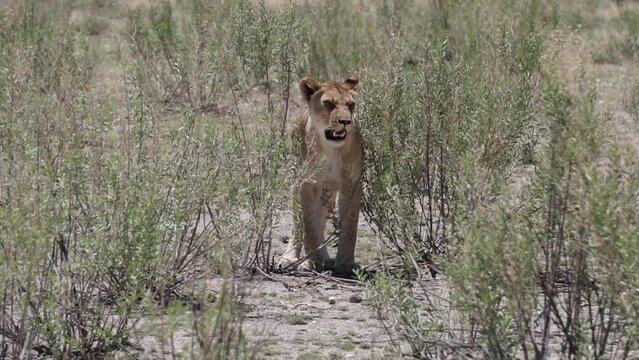 lioness standing and looking
