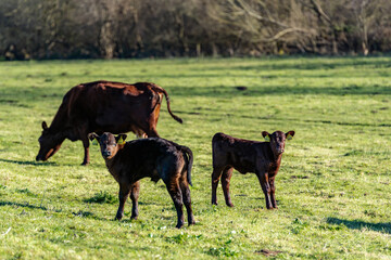 Dairy Cows with their calf's grazing on green grass in spring in the rural Suffolk countryside