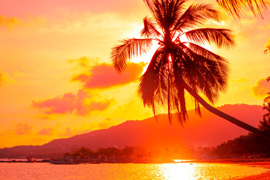 tall palm trees leaning over the sea at sunset. bright tropical seascape.
