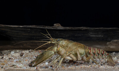 Invasive crayfish species Faxonius limosus, synonym Orconectes limosus.
