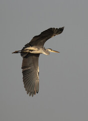 Grey Heron in flight at Asker marsh, Bahrain