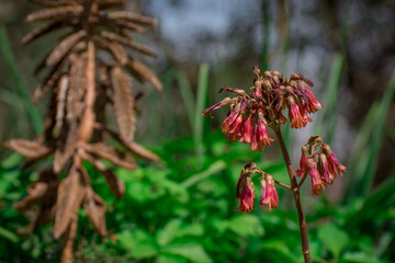 beautiful rare flowers Aloe vera plants, tropical green plants