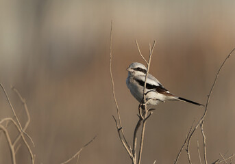 Great Grey Shrike perched on a twig at Asker marsh, bahrain