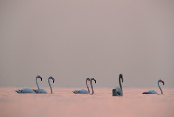 Greater Flamingos during sunrise at Asker coast of Bahrain