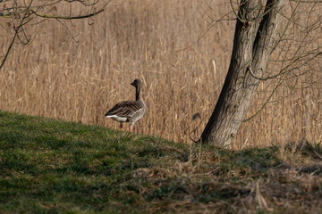 Nilgans am Ufer