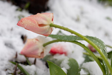 Garden tulips on the snow in April