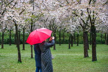 March 3l, 2022, Amsterdam, Netherlands, two ladies under the red umbrella in the Kersenbloesempark (flower park) There are 400 cherry trees in the Amsterdamse Bos, beautiful cherry blossom or Sakura.