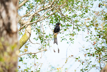 Greater racket - tailed drongo