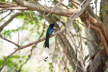 Greater racket - tailed Drongo