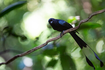 Greater racket - tailed Drongo