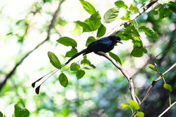 Greater racket - tailed Drongo