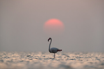 A Greater Flamingo during  sunrise at Asker coast of Bahrain