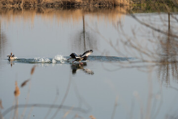 Nilgänse streiten sich