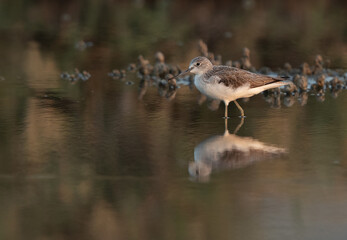 Common Greenshank with dramatic reflection at Asker Marsh, Bahrain
