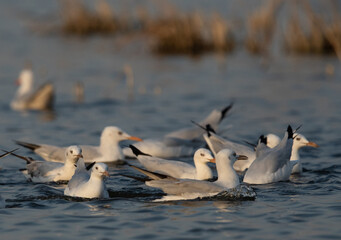 Sender-billed gulls fishing  at Asker marsh, Bahrain