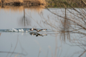 Nilgänse streiten sich