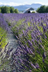 Obraz premium Lavender Breeze