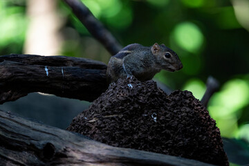 Himalayan striped squirrel