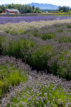 Lavender Farm Fields