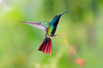 Colorful and iridescent Black-throated Mango hummingbird, Anthracothorax nigricollis, hovering in...