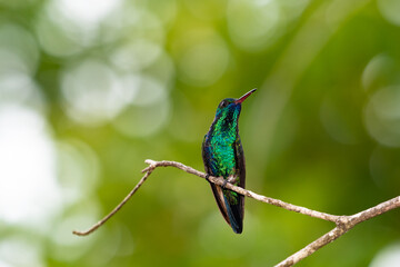 Shiny and iridescent Blue-chinned Sapphire hummingbird, Chlorestes notata, perched on a branch with beautiful bokeh in the background.