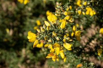 bright yellow spiky common gorse a member of the pea family	
