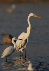 Selective focus on Great Egret with Litlle egret in the foreground as well as at the background at Asker marsh, Bahrain
