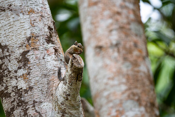 Himalayan striped squirrel