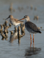 Portrait of a Spotted redshank at Asker marsh, Bahrain