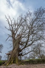 The Hundred Guinea Oak Tree and ancient oak tree thought to be more than 650 years old 