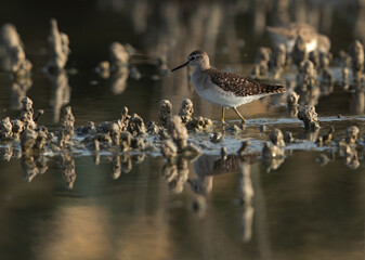 Wood Sandpiper at Asker marsh, Bahrain