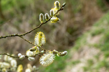 catkins a sign of spring