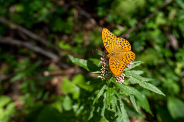 Fototapeta premium butterfly on flower, Argynnis paphia Lepidoptera