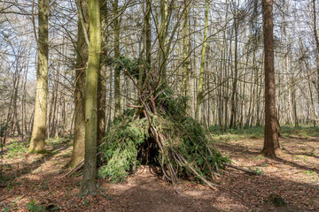 woodland den created with sticks and branches among the trees © Penny