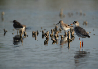 Spotted redshank at Asker marsh, Bahrain