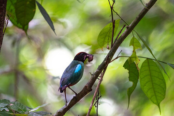 Hooded pitta