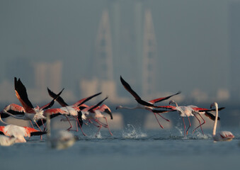 Fototapeta premium Greater Flamingos takeoff with iconic building of Bahrain at the backdrop, Eker creek, Bahrain