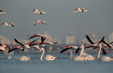 Flocks of Greater Flamingos taking flight at Eker creek, Bahrain