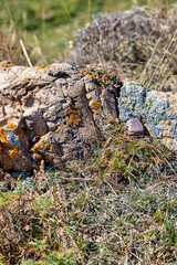 moss on stone