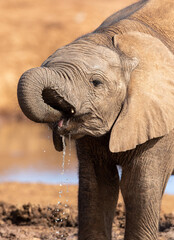 African elephants drinking water, Addo Elephant National Park