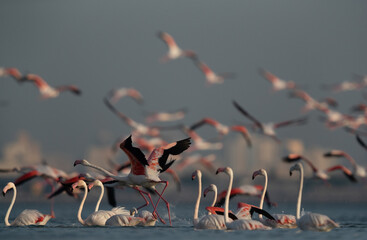 Fototapeta premium Greater Flamingos takeoff at Eker creek, Bahrain