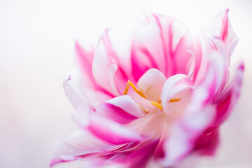Obraz na płótnie Canvas Tulip close up on white background. Spring flower background. Selective focus. Copy space.
