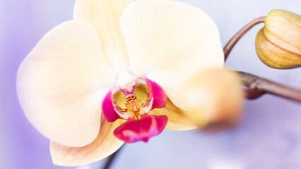 Macro photo of an orchid. Beautiful flower close up.
Multi color orchids on soft background. Selective focus. Copy space.