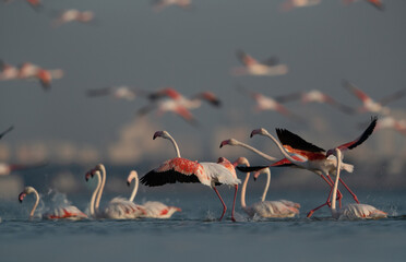 Fototapeta premium Greater Flamingos takeoff at Eker creek, Bahrain