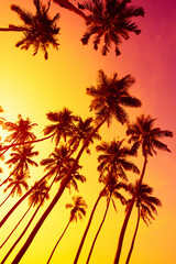 Tropical coconut palm trees silhouettes on beach at sunset