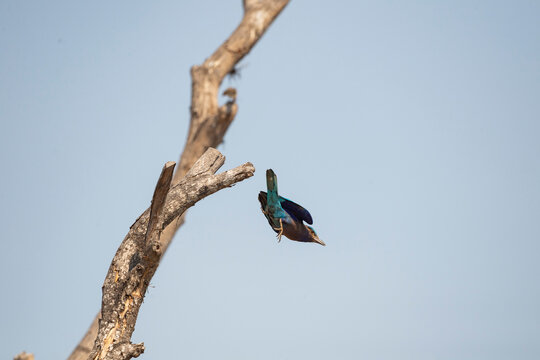 Indochinese Roller