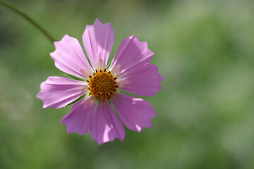 Obraz premium Beautiful blooming Cosmos flower. Macro photography of a flower. Floral background .Colourful Daisies on a pastel background. Picture for screensaver, wallpaper. Cosmos Bipinnatus. Mexican aster