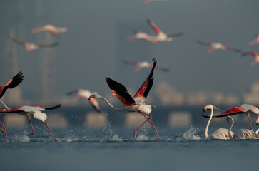 Greater Flamingos takeoff at Eker creek, Bahrain. Some of them can be seen flying at the backdrop