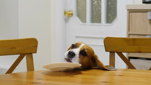 Bad boy! Smart dog know where to find leftover snack, stand up to table, push plate by paw and pick up small piece of cheese pie. Beagle sneakily steal unattended food remains while no one looking
