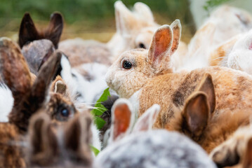 Group of rabbits eating grass